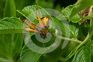 Hobomok Skipper - Lon hobomok