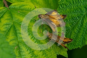 Hobomok Skipper - Lon hobomok