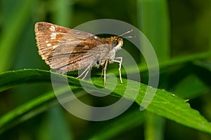 Hobomok Skipper - Lon hobomok