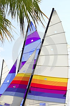 Hoby hobby cat colorful sails palm tree leaf