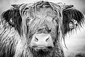 Hochlandrind, Scottish highland cow with long horns grazing on green meadow