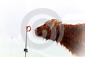Hochlandrind, Scottish highland cow with long horns grazing on green meadow