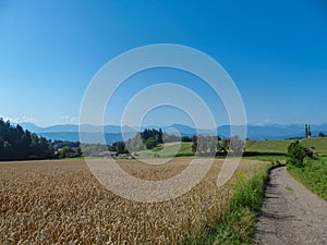 Hochosterwitz - Idyllic hiking trail along golden field of wheat with panoramic view of mountain range Karawanks