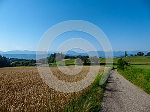 Hochosterwitz - Idyllic hiking trail along golden field of wheat with panoramic view of mountain range Karawanks