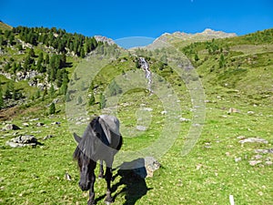 Hochschober - Horses grazing on alpine meadow with scenic view of idyllic waterfall and majestic mountain peak of Hochschober