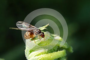 Hochzeitsflug der Ameisen photo