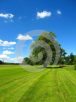 Hoddom Castle Golf Course with Old Linden Tree, Dumfries and Galloway, Scotland, Great Britain