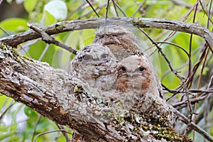 Hodgson's frogmouth Batrachostomus hodgsoni Male Babys in Nest
