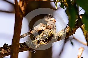 Hodgson\'s Frogmouth Bird or Batrachostomus hodgsoni incubates juveniles in the nest on the tree
