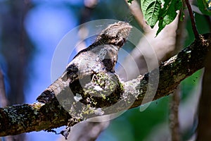 Hodgson\'s Frogmouth Bird or Batrachostomus hodgsoni incubates juveniles in the nest on the tree