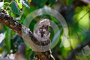 Hodgson\'s Frogmouth Bird or Batrachostomus hodgsoni incubates juveniles in the nest on the tree