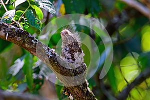 Hodgson\'s Frogmouth Bird or Batrachostomus hodgsoni incubates juveniles in the nest on the tree