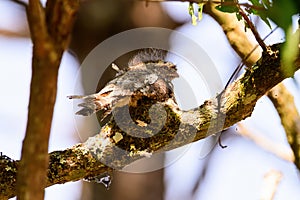 Hodgson's Frogmouth Bird or Batrachostomus hodgsoni incubates juveniles in the nest on the tree