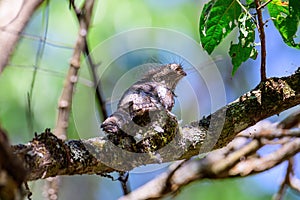 Hodgson\'s Frogmouth Bird or Batrachostomus hodgsoni incubates juveniles in the nest on the tree