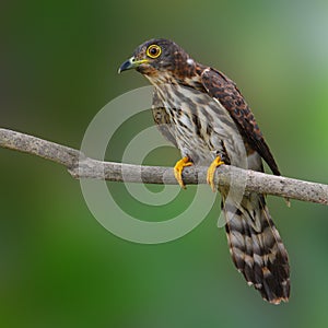 Hodgson's Hawk Cuckoo Bird