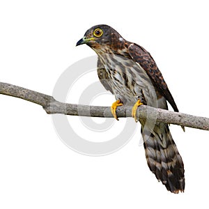 Hodgson's Hawk Cuckoo Bird photo