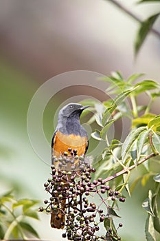 Hodgson`s Redstart or  Phoenicurus hodgsoni, Gurudonmar, Sikkim,