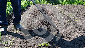 Hoe weeding in between rows of vegetables, Tilling Soil At The Garden With A Shovel. Soil Preparation Before Planting