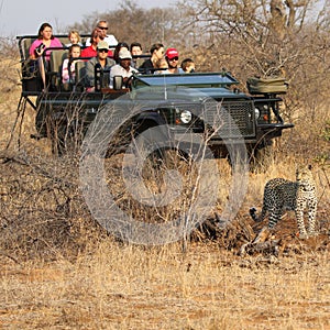 Tourists in safari vehicle observing African leopard in Timbavati Private Nature Reserve, South Africa