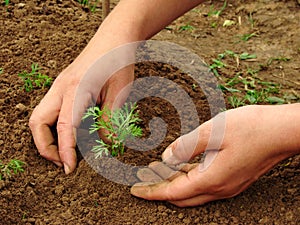 Hoeing carrot sprouts