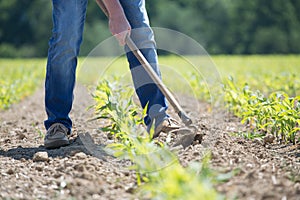 Hoeing corn field