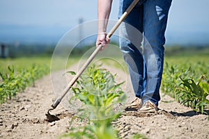 Hoeing corn field