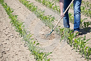 Hoeing corn field