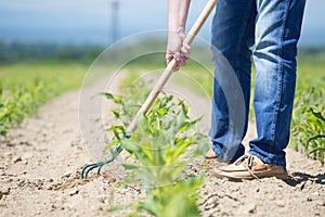 Hoeing corn field