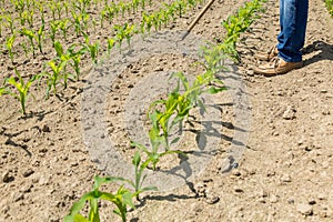 Hoeing corn field