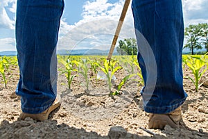 Hoeing corn field