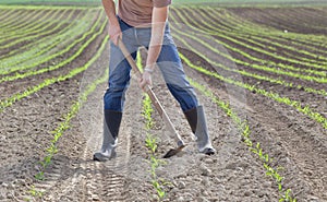 Hoeing corn field