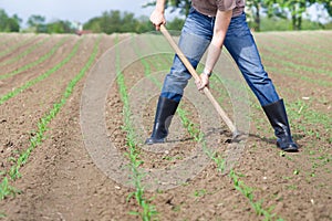 Hoeing corn field