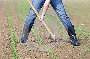Hoeing corn field