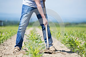 Hoeing corn field