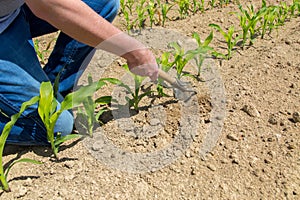 Hoeing corn field