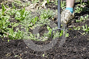 Hoeing in the garden