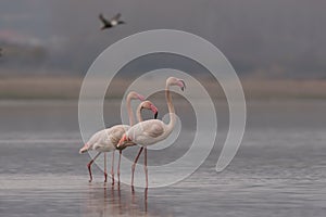 Hoenicopterus roseus