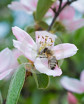 Hoeny bee on apple tree flower blossom