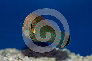 Hoeven`s Wrasse