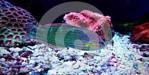 Hoeven`s Wrasse - Halichoeres melanurus