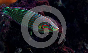 Hoeven`s Wrasse - Halichoeres melanurus