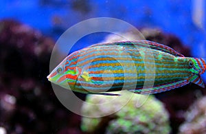 Hoeven`s Wrasse - Halichoeres melanurus