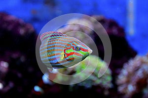 Hoeven`s Wrasse - Halichoeres melanurus