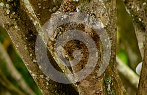 Hoffman`s woodpecker. Bird perched on branch.