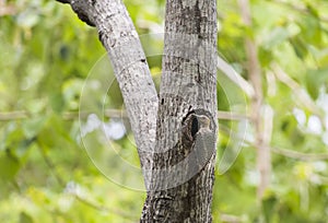 Hoffman`s Woodpecker Bringing Food to His Nest