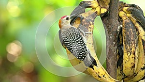 a hoffman's woodpecker feeding on bananas in a garden at costa rica
