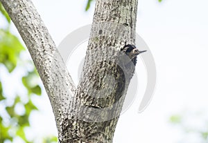 Hoffman`s Woodpecker Leaving His Nest