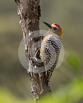 Hoffman's Woodpecker Male