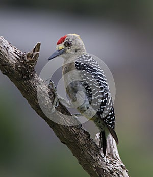 Hoffman's Woodpecker Male