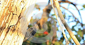 Hoffman`s Woodpecker, Melanerpes hoffmannii, from Costa Rica 4K